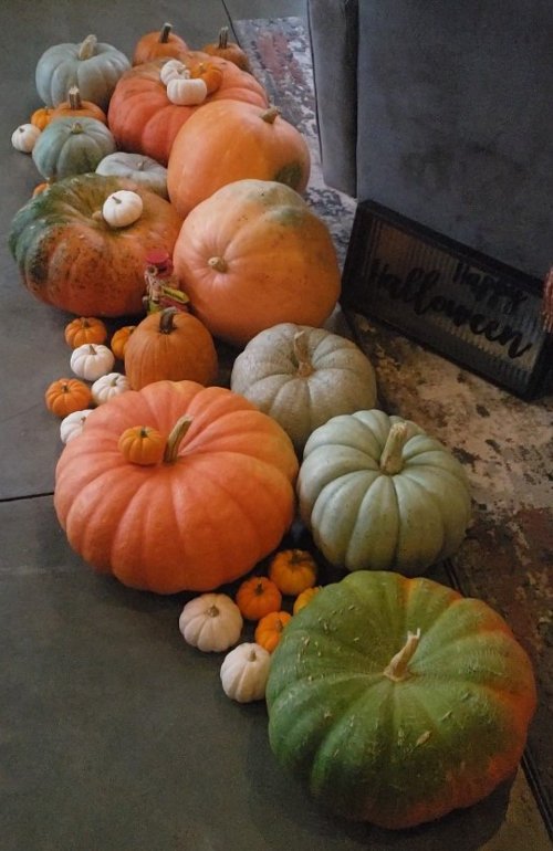 Store pumpkins in a cool, dry location. 